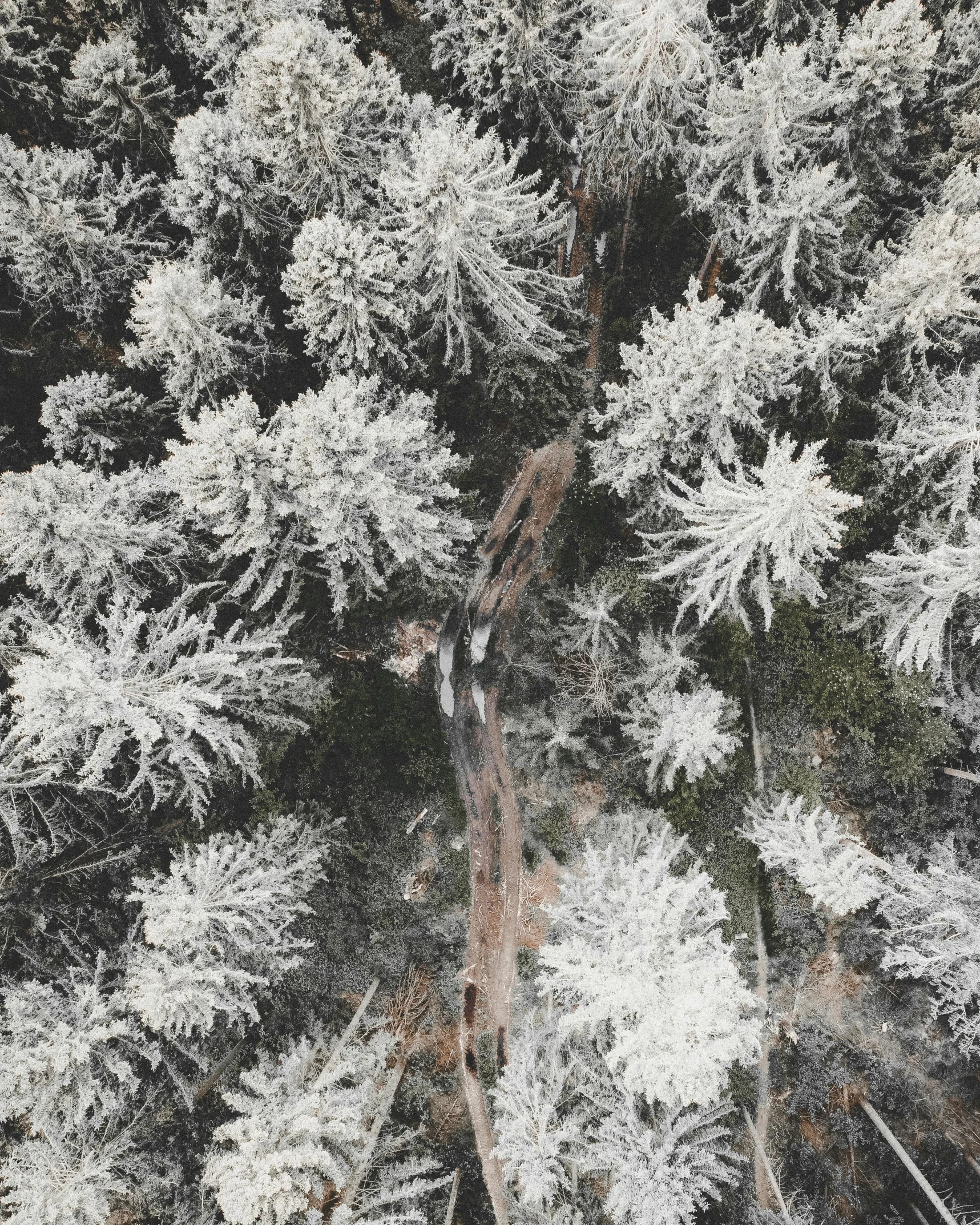 a bird's eye view of a snow covered forest, an album cover, unsplash contest winner, grey, person made of tree, ((forest))