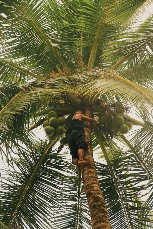 a man climbing up the side of a palm tree, coconuts, instagram picture, philippines, performing