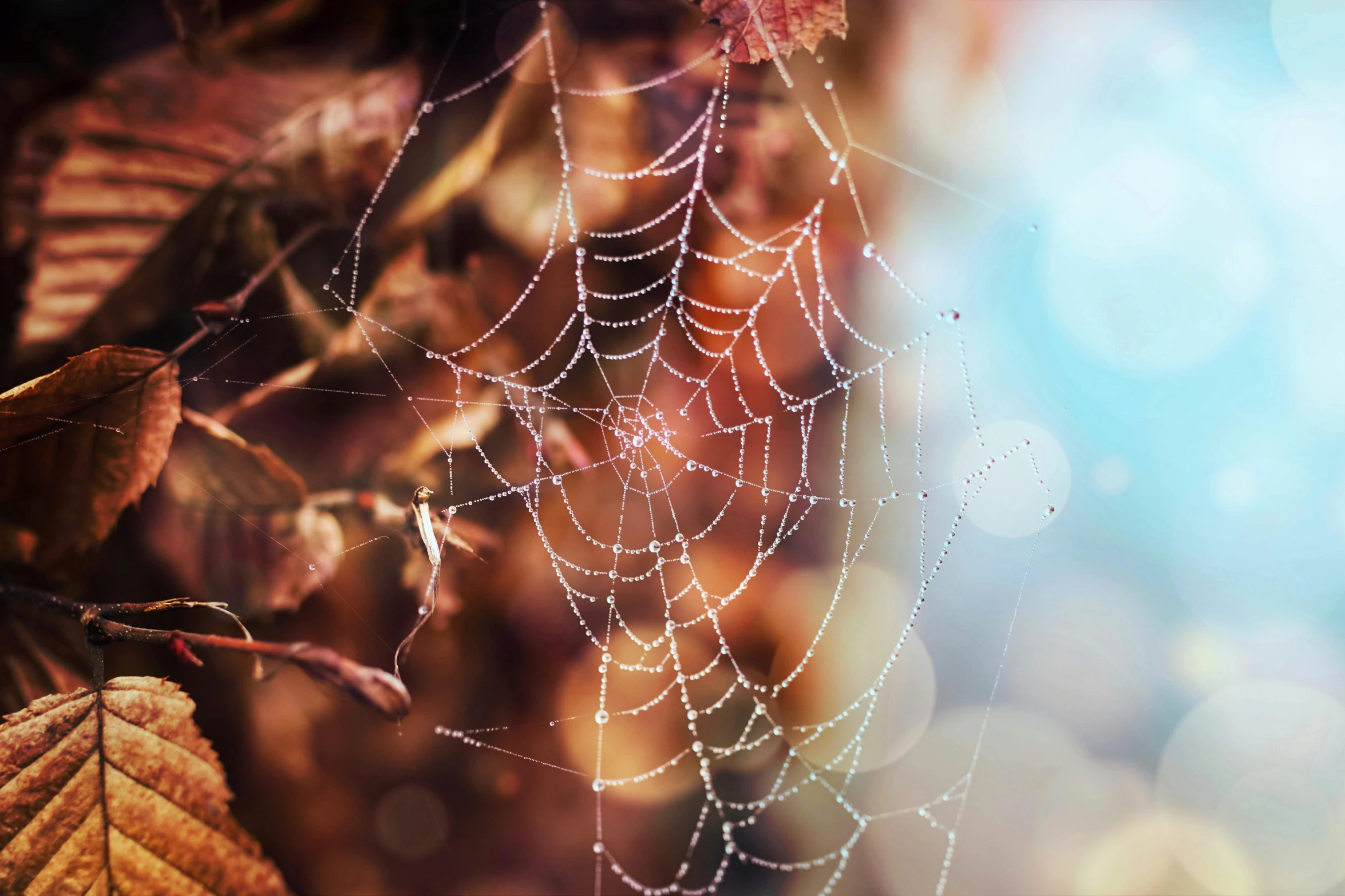 a spider web with water droplets on it, inspired by Elsa Bleda, unsplash, art photography, spooky autumnal colours, 🦩🪐🐞👩🏻🦳, with instagram filters, profile image