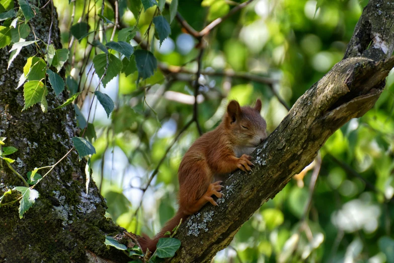 a squirrel sitting on top of a tree branch, by Peter Churcher, pexels contest winner, renaissance, reds), well preserved, a green, a wooden