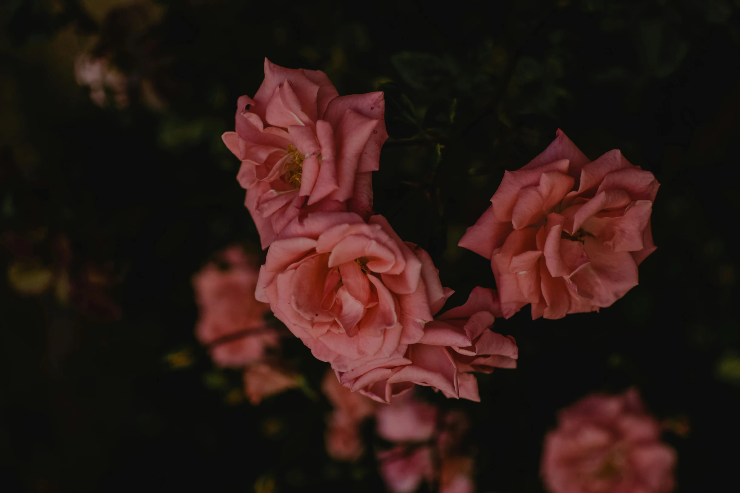 a close up of a bunch of pink roses, an album cover, inspired by Elsa Bleda, pexels contest winner, night mood, 7 0 mm photo, late summer evening, ((pink))