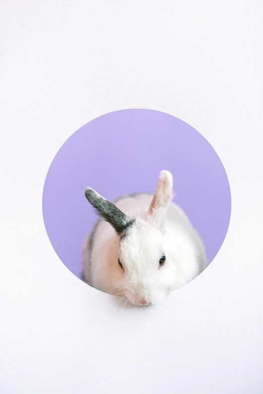 a white rabbit sticking its head out of a hole, an album cover, by Lucia Peka, trending on unsplash, pastel purple background, pet animal, round circle face, full view blank background