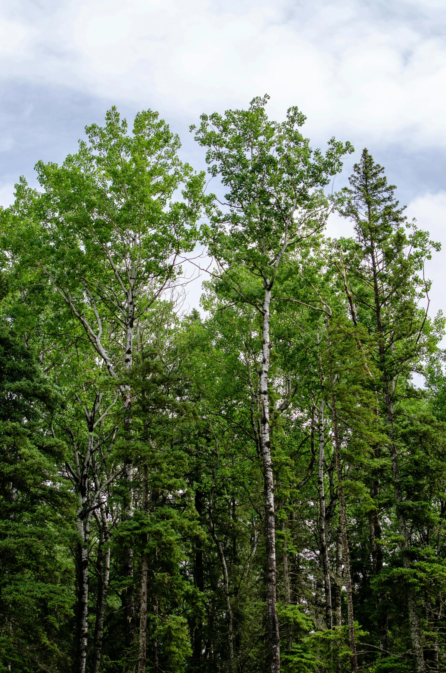 a red fire hydrant sitting in the middle of a forest, by Jim Nelson, heavy birch forest, panoramic shot, ((trees)), minn