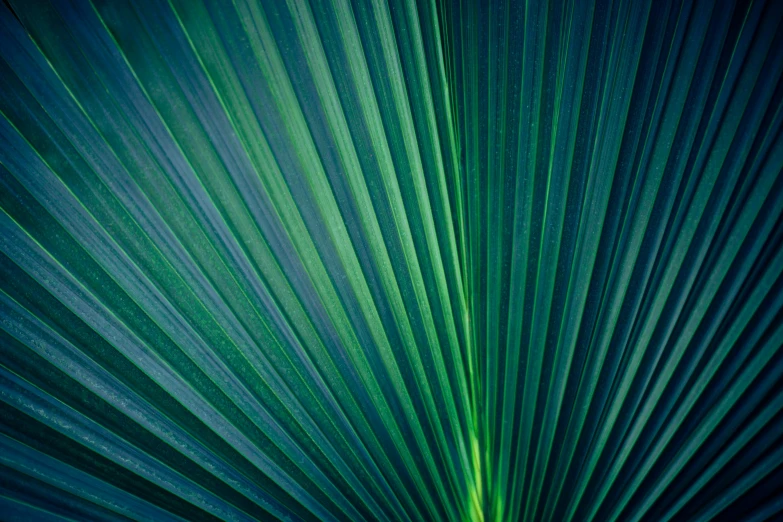 a close up of a green palm leaf, by Matthias Weischer, pexels, art deco, dark blue and green tones, flax, geometrically realistic, gardening