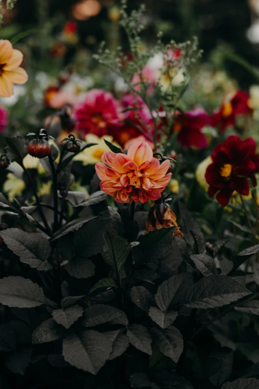 a garden filled with lots of colorful flowers, pexels contest winner, baroque, muted dark colors, black and terracotta, dahlias, botanical photo