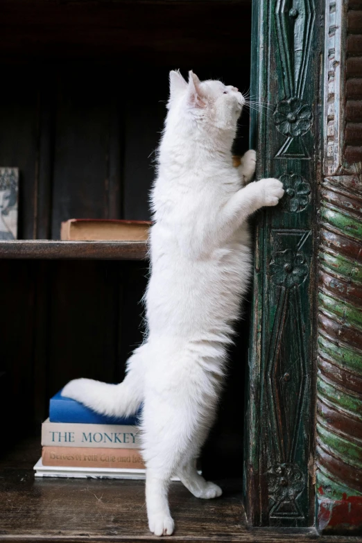 a white cat standing on its hind legs on a bookshelf, inspired by Frederick Goodall, unsplash, arabesque, leaning on door, extra detail, tall, licking out