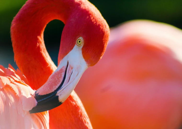 a close up of a flamingo's head and neck, pexels contest winner, renaissance, vibrant red 8k, forming a heart with their necks, 🦩🪐🐞👩🏻🦳, slide show