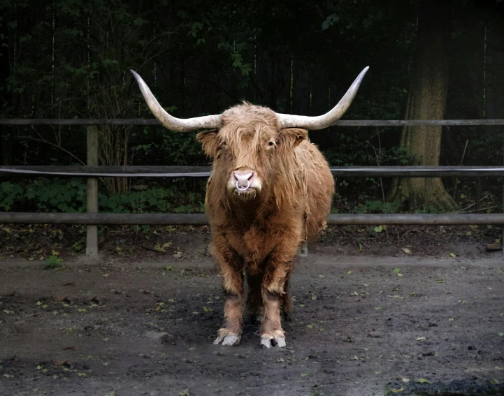 a brown cow standing on top of a dirt field, posing for the camera