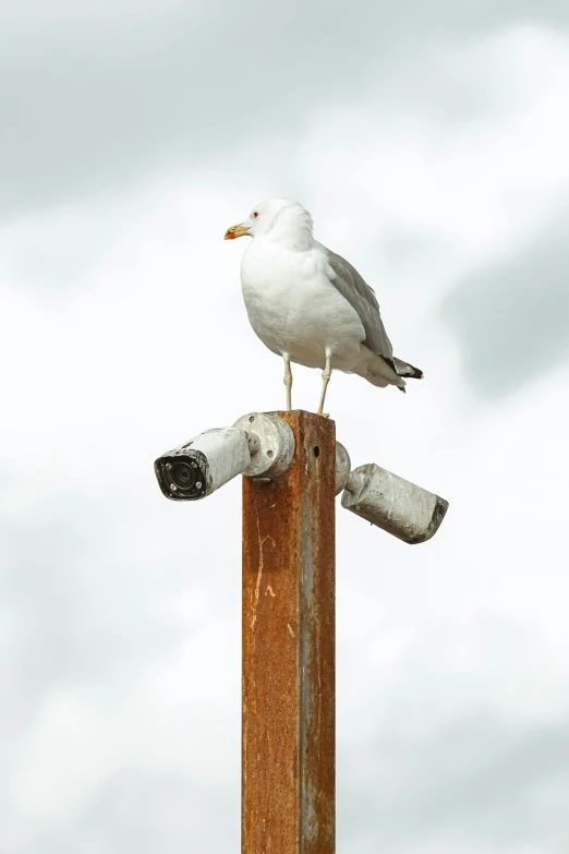 a seagull sitting on top of a wooden pole, by John Gibson, unsplash, photorealism, robot bird, high quality photo, idaho, destructive
