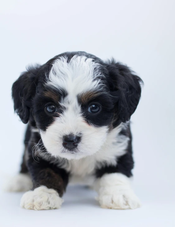 a black and white puppy sitting on a white surface, trending on unsplash, multiple stories, gif, merged