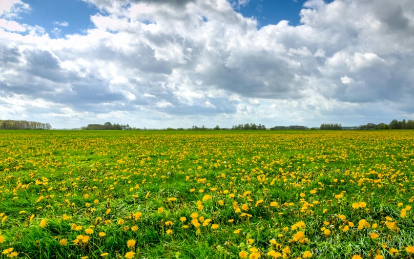 a field full of yellow flowers under a cloudy sky, by Jan Tengnagel, unsplash, land art, fan favorite, clover, high definition photo