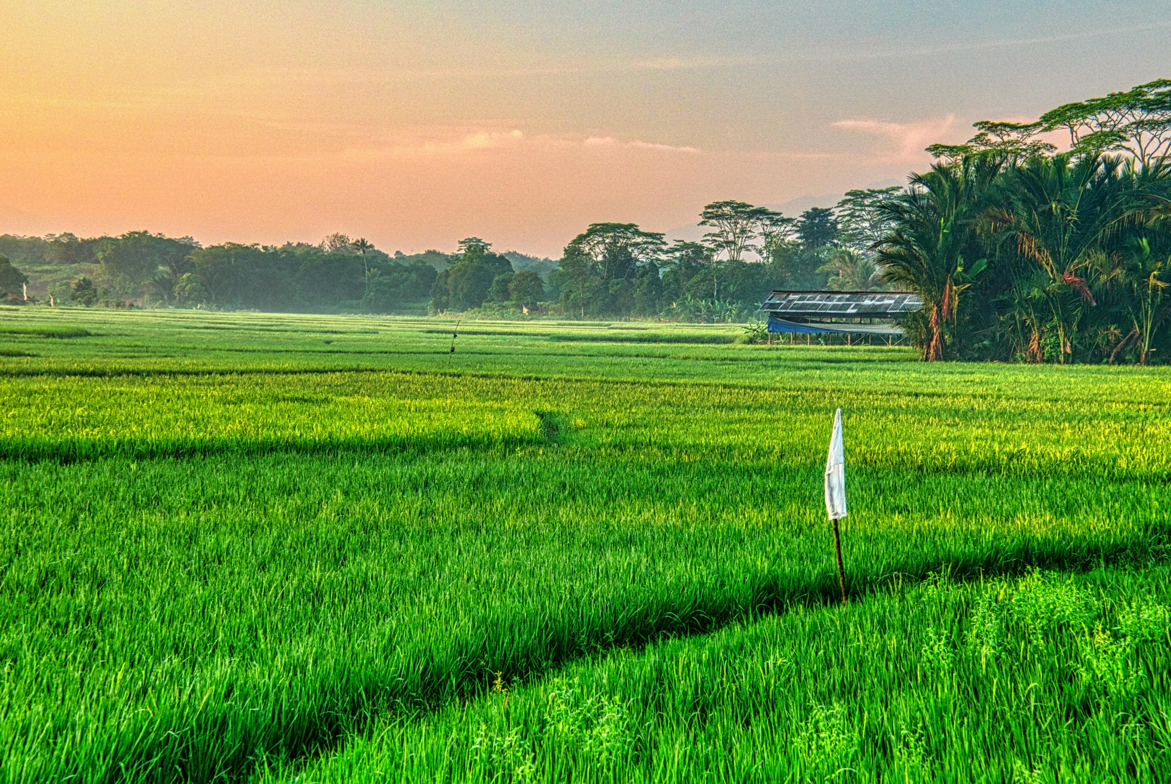 a field of green grass with a house in the distance, by Basuki Abdullah, sumatraism, sunset view, rice paddies, assamese aesthetic, on a bright day