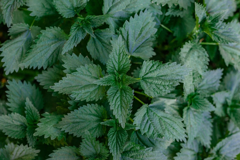 a close up of a plant with green leaves, silver mist, subtle detailing, raspberry, medium-shot