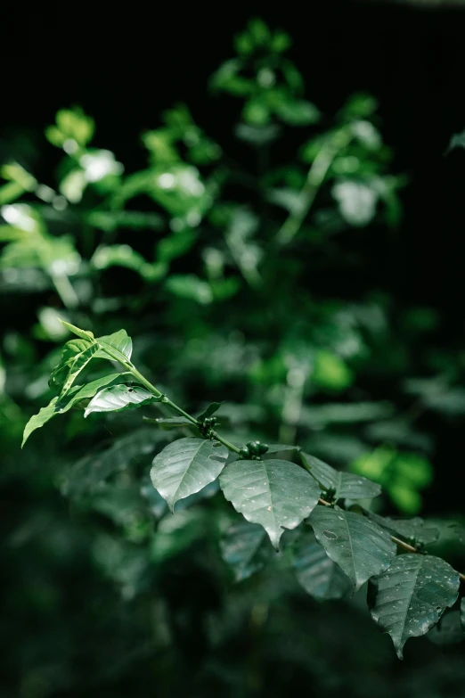 a close up of a plant with green leaves, standing in a dark forest, sustainable materials, zoomed in