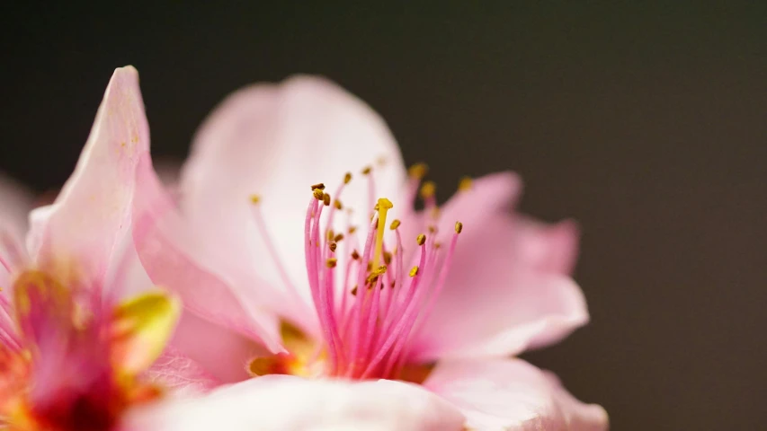 a close up of a pink flower on a branch, a macro photograph, inspired by Hirosada II, unsplash, almond blossom, shot on sony alpha dslr-a300, portrait photo, pollen