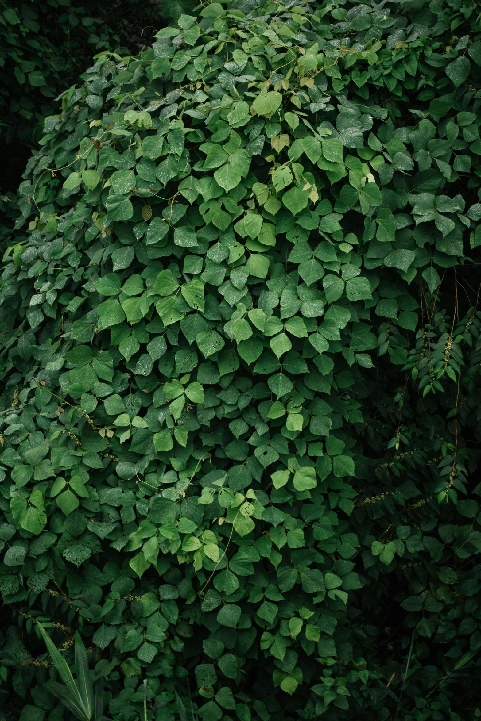 a fire hydrant sitting in the middle of a lush green forest, an album cover, inspired by Elsa Bleda, hurufiyya, overgrown ivy plants, ignant, large leaves, ( ultra realistic