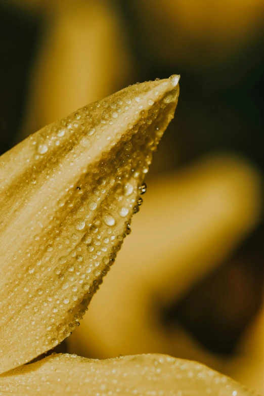 a close up of a flower with water droplets on it, a macro photograph, by David Simpson, unsplash, renaissance, straw, gold leaves, corn, sepia colors