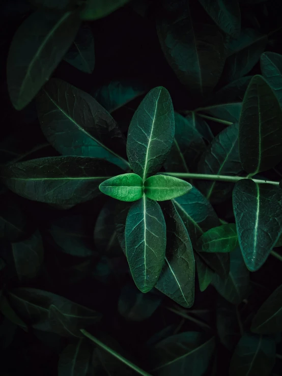 a close up of a plant with green leaves, by Adam Marczyński, trending on pexels, made of leaves, dark, cinematic rendered, a high angle shot