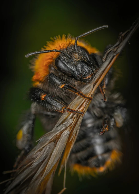 a close up of a bee on a twig, a macro photograph, by Juergen von Huendeberg, portrait of rugged zeus, ilustration, high resolution photo