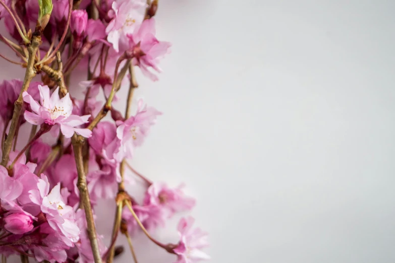 a close up of a bunch of pink flowers, a picture, by Matija Jama, trending on unsplash, white background : 3, sakura, flower frame, background image