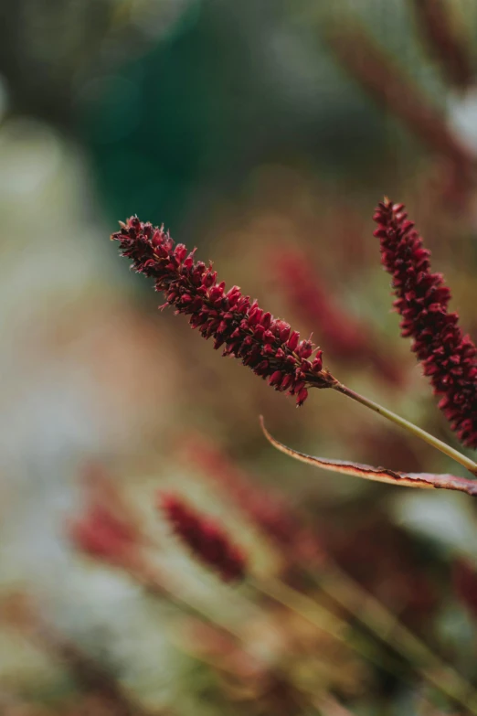 a close up of a plant with red flowers, a digital rendering, unsplash, reddish beard, smooth.sharp focus, maroon, stacked image