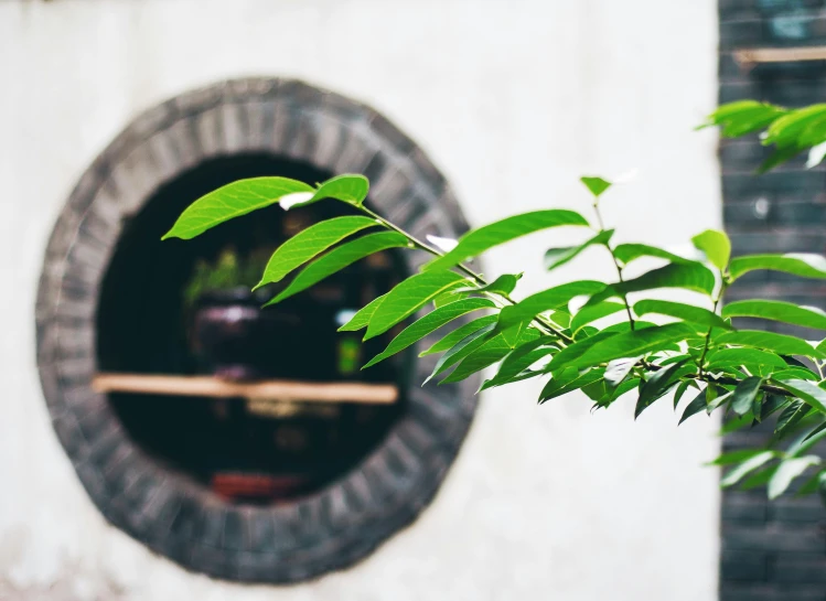 a close up of a plant in front of a window, inspired by Inshō Dōmoto, trending on unsplash, shin hanga, archways made of lush greenery, portholes, exterior shot, sustainable materials