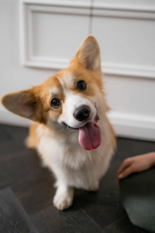 a brown and white dog sitting on top of a wooden floor, corgi, smiling playfully, instagram post, up-close