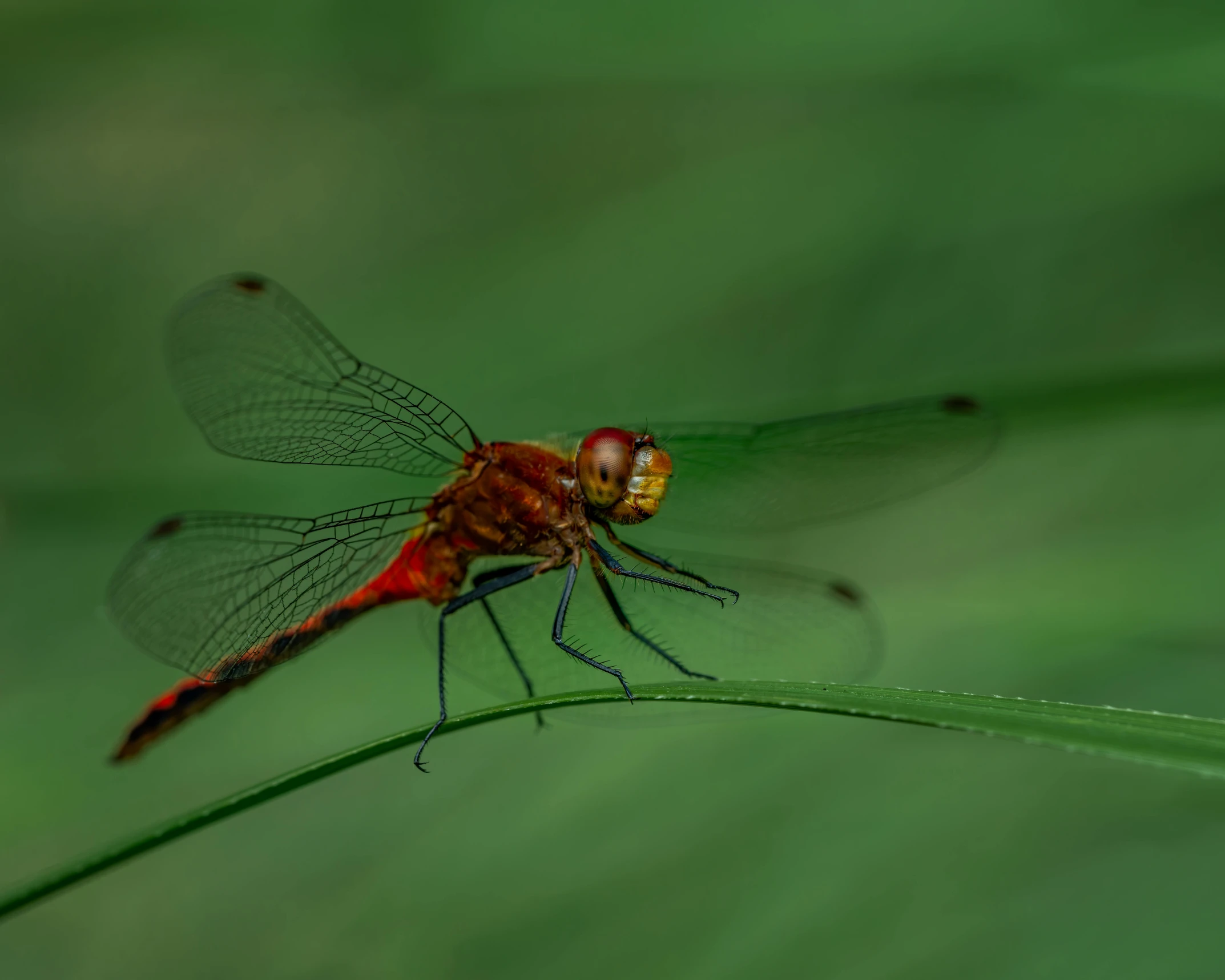 a red dragonfly resting on a blade of grass, a macro photograph, pexels contest winner, hurufiyya, avatar image, high definition image, female floating, wings spreading