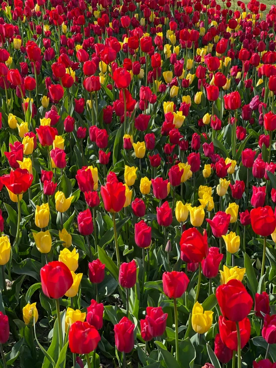 a field of red, yellow and red tulips, an album cover, amsterdam, vivid), uncrop, bright vivid color hues:1