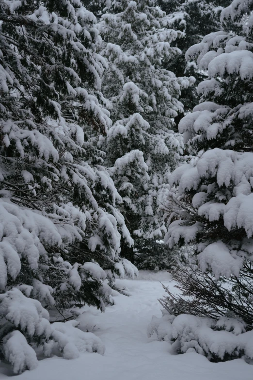 a man riding skis down a snow covered slope, a photo, inspired by Edward Willis Redfield, spruce trees, grey, closeup!!!!!, trees outside