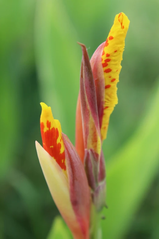 a close up of a yellow and red flower, by David Simpson, subtropical plants, spire, exterior, iris