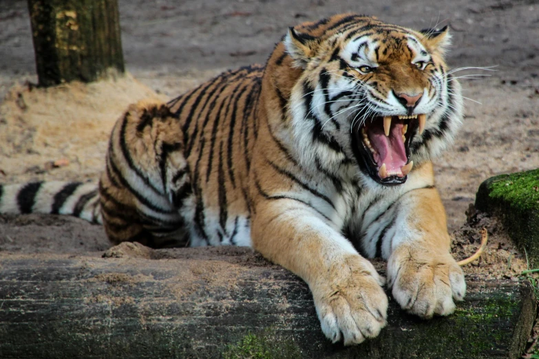 a tiger yawns while sitting on a log, pexels contest winner, aaaaaaaaaaaaaaaaaaaaaa, 🦩🪐🐞👩🏻🦳, pissed off, an ultra realistic