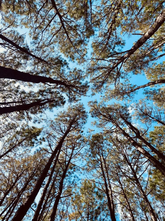 a forest filled with lots of tall trees, by Jessie Algie, unsplash, land art, with branches! reaching the sky, arrendajo in avila pinewood, ((trees)), taken on iphone 1 3 pro