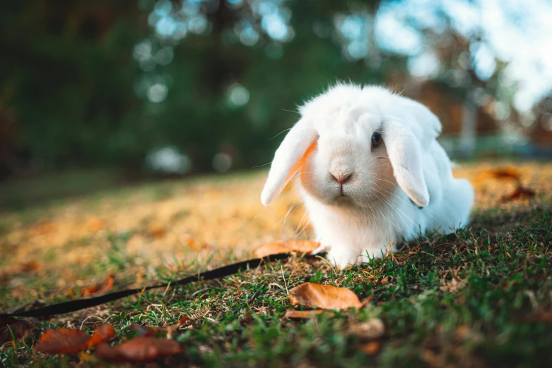 a white rabbit sitting on top of a lush green field, 🍁 cute, lop eared, unsplash 4k, attractive photo