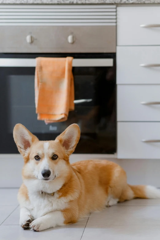 a dog laying on the floor in a kitchen, by Carey Morris, shutterstock contest winner, modernism, depicting a corgi made of fire, granite, basil, stainless steal