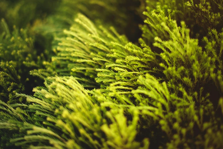 a close up of a bunch of green trees, a macro photograph, inspired by Elsa Bleda, unsplash, cedar, moss patches, detailed medium format photo, cinematic shot ar 9:16 -n 6 -g