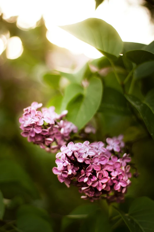 a close up of a bunch of purple flowers, lush surroundings, light shining, lilacs, photograph