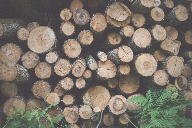 a pile of wood sitting on top of a lush green field, by Emma Andijewska, unsplash, ((trees)), lumberjack flannel, thumbnail, interior wood