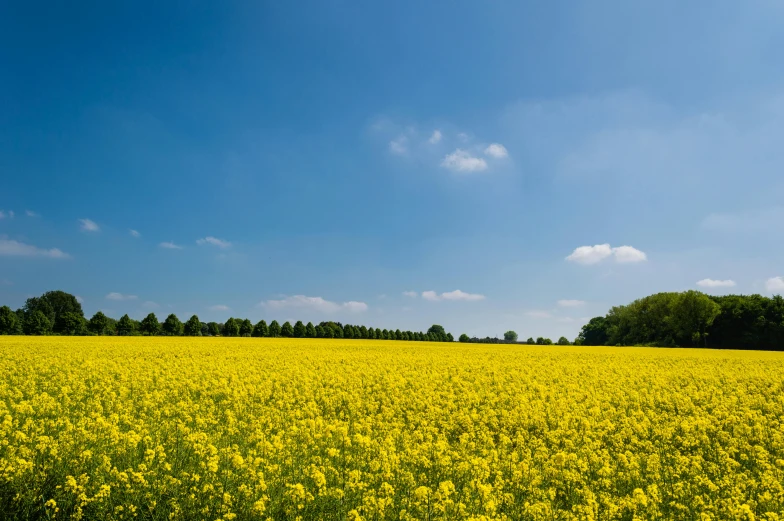 a field full of yellow flowers under a blue sky, by Peter Churcher, unsplash, midlands, clear blue sky, farmland