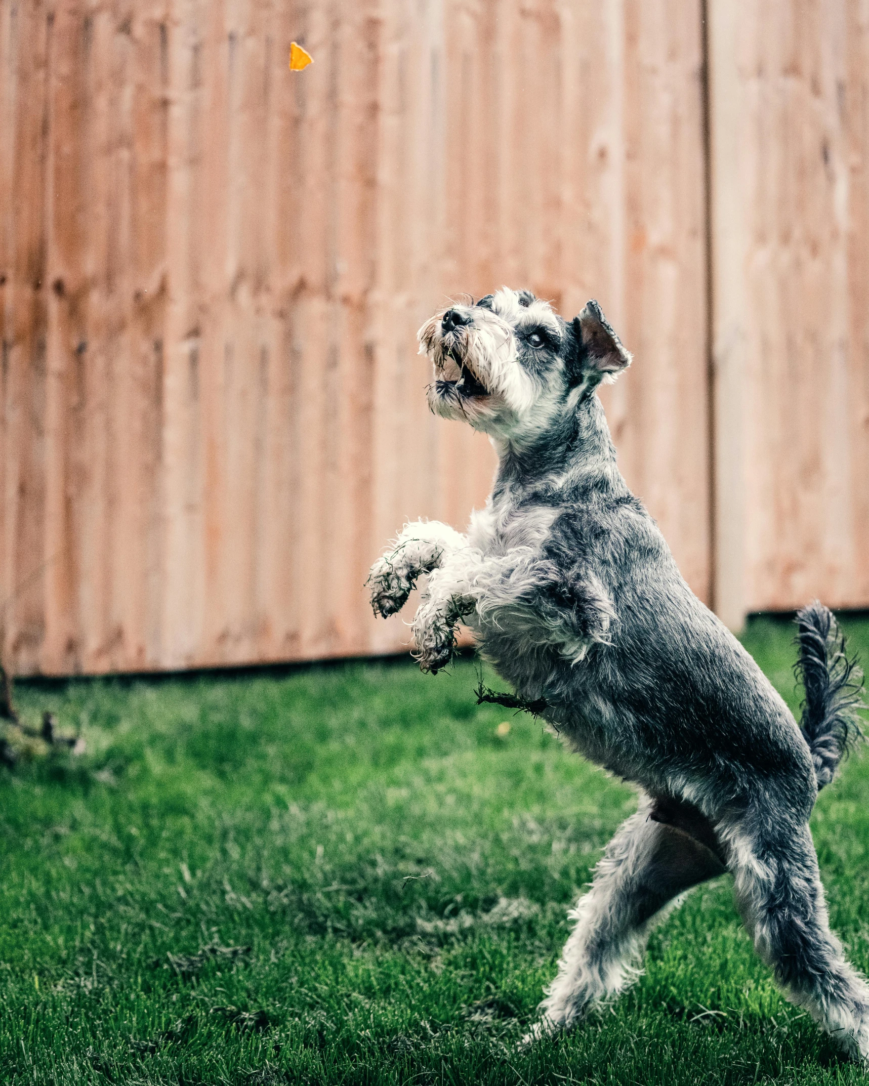 a dog jumping in the air to catch a frisbee, pexels contest winner, arabesque, in the yard, grey, multiple stories, a wooden