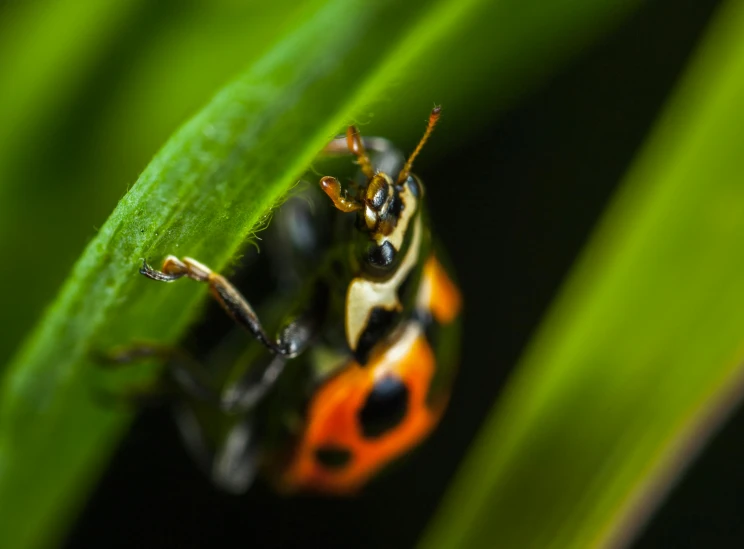 a bug sitting on top of a green leaf, by Adam Marczyński, pexels contest winner, renaissance, black and orange, avatar image, hiding in grass, green pupills