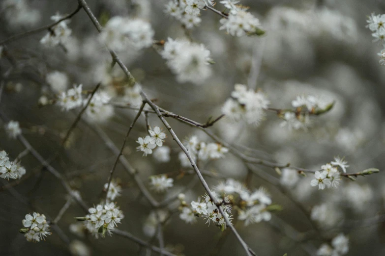 a bunch of white flowers on a tree, unsplash, tonalism, paul barson, winterthorn blessing, shot on sony a 7 iii, willows