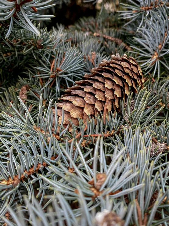 a close up of a pine cone on a tree, by Sven Erixson, blue and gray colors, fan favorite, panels, full color photograph