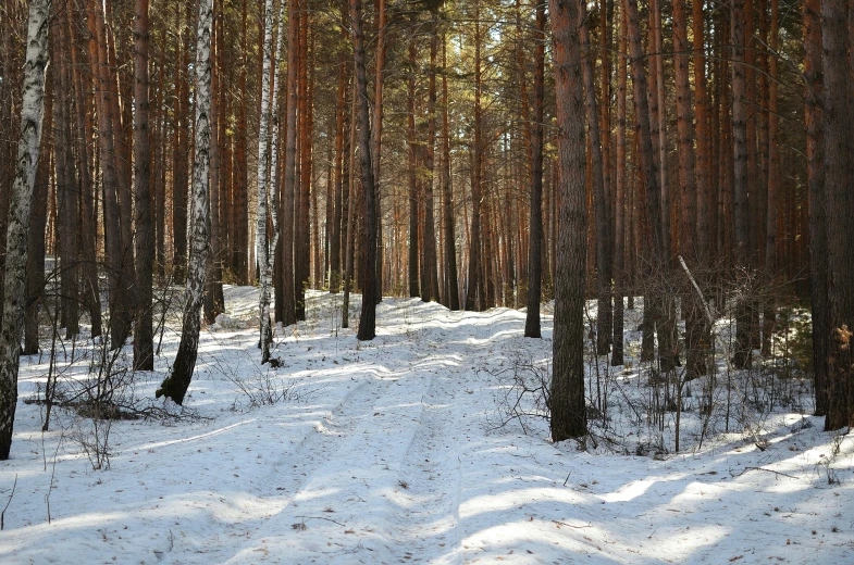 a forest filled with lots of trees covered in snow, inspired by Ivan Shishkin, unsplash, hurufiyya, split near the left, a wooden, brown, slightly sunny