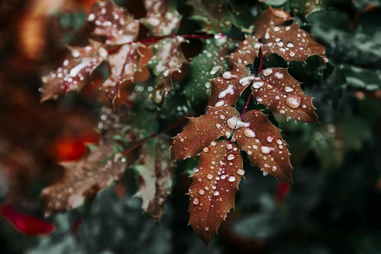 a close up of a leaf with water droplets on it, a photo, trending on pexels, maple trees with fall foliage, thumbnail, background image, alessio albi