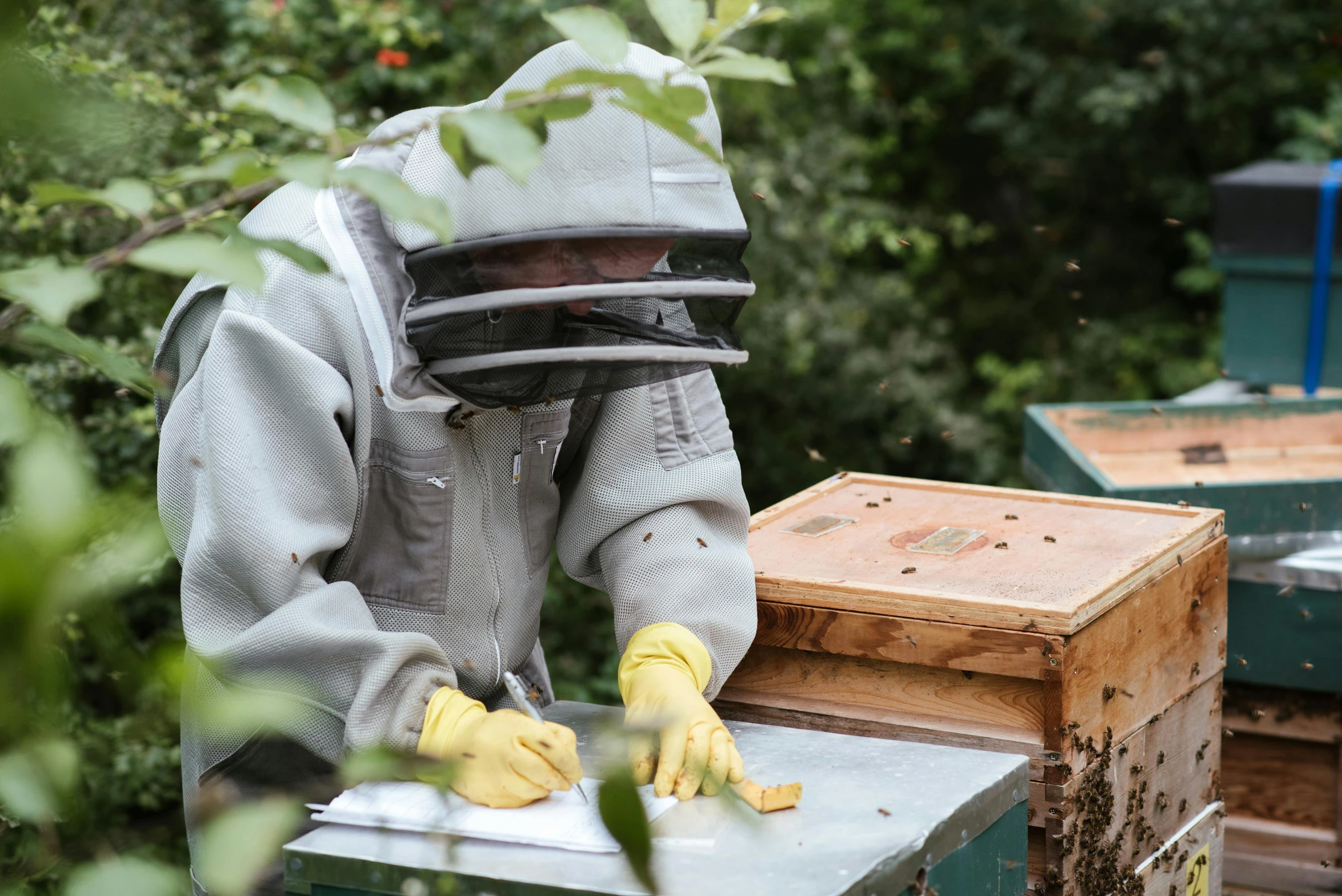 a man in a bee suit working on a beehive, by Tom Bonson, pexels contest winner, on a wooden tray, cream of the crop, grey, looking across the shoulder