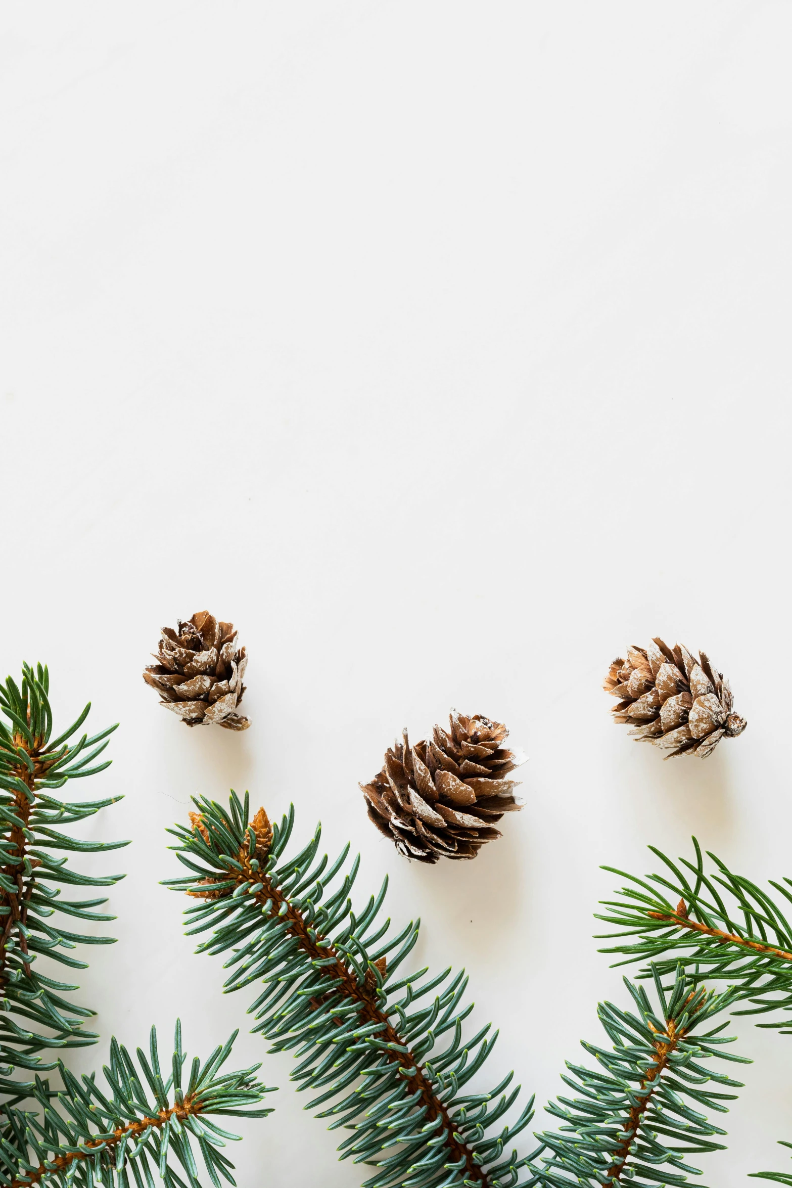 pine cones and branches on a white background, an album cover, by Carey Morris, trending on unsplash, minimalism, ilustration, product introduction photo