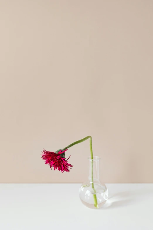 a red flower in a clear vase on a table, inspired by Robert Mapplethorpe, minimalism, faded pink, small, dwell, scientific glassware
