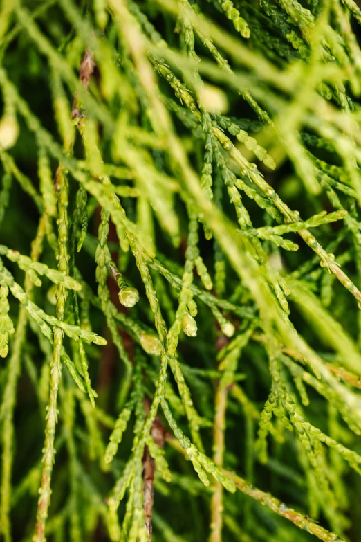 a close up of a branch of a tree, hurufiyya, cypress trees, wet grass, green: 0.5, vibrant foliage