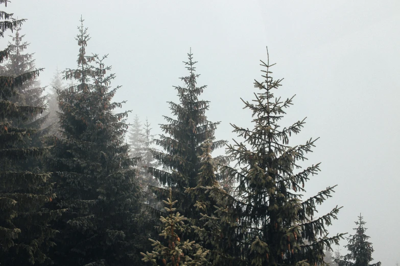 a group of pine trees on a foggy day, inspired by Elsa Bleda, trending on unsplash, overcast gray skies, (3 are winter, a cozy, surrounding the city